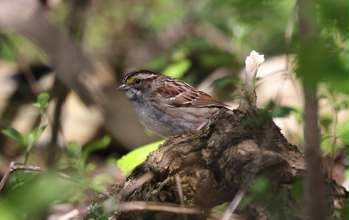 Every capture is an adventure & this time my back had one😃lying on ground to get a clear shot at this White throated sparrow bzy foraging within leaves! #birds #birding #IndiAves #birdphotography #Smile #twitterbirds #twitternaturecommunity #Canon #twitternaturephotography