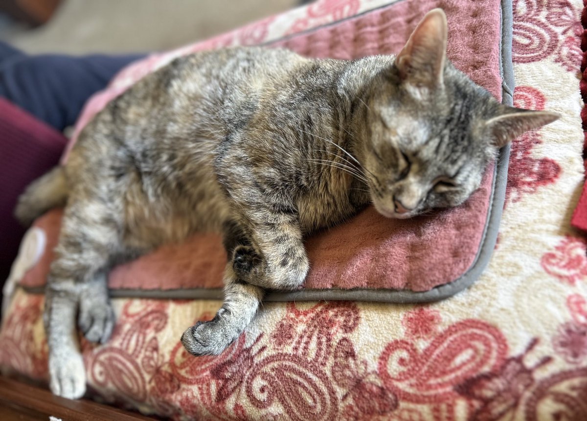 Another rainy & grey morning…purrfect for #TakeANapTuesday I hope you get to do something that makes you happy today! #CatsOfTwitter #CatsOfX #TabbyTroop #toebeans #tuesdayvibe