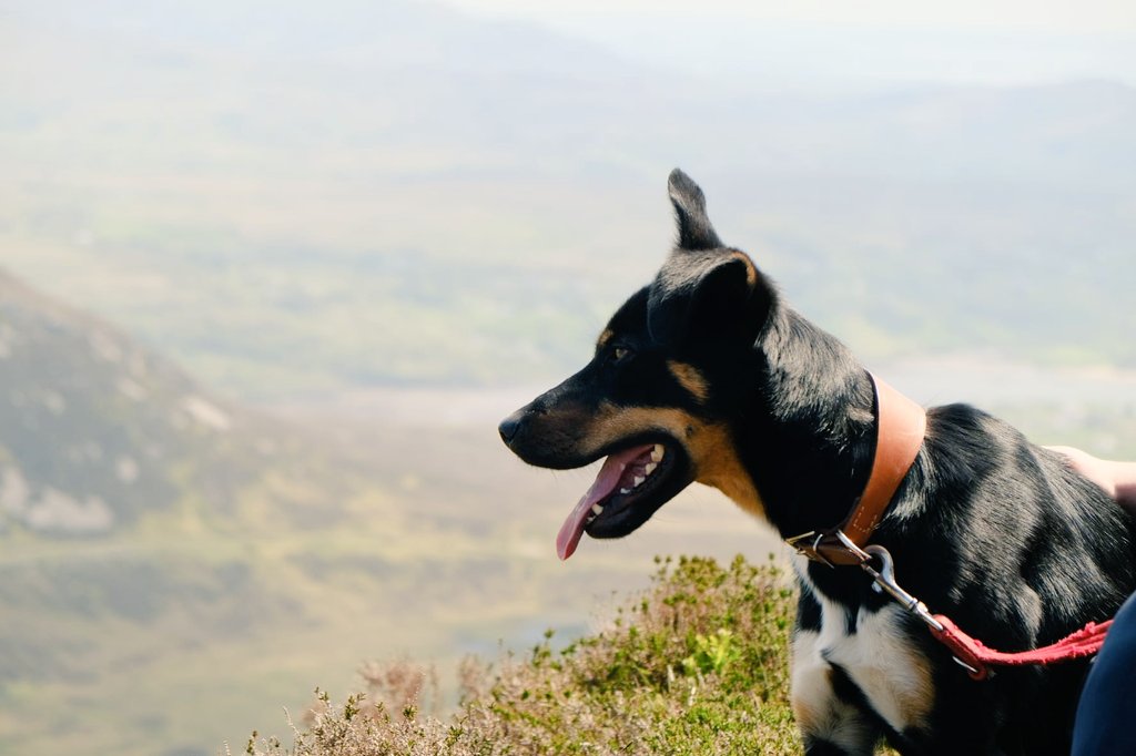 Fiadh taking in the scene on Sliabh Liag. Thanks to Fintan Geraghty for the pic. County Donegal, Ireland.