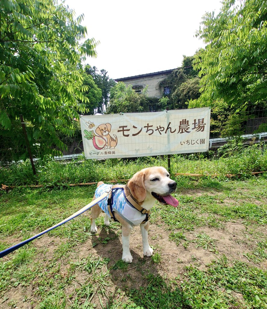 Rio_the_beagle's tweet image. 映画「#石岡タロー」のイベントが、#ビーグル養蜂園　にて行われました。
主演の3ワンちゃんにも会えて、ドッグトレーナー西岡さんのお話もきけました。タローファンの応援する熱い気持ちで溢れてたイベント😆

モンちゃん農場もビーグルいっぱいでサイコーだったよ〜🐶❤

#ビーグル　#beagle
