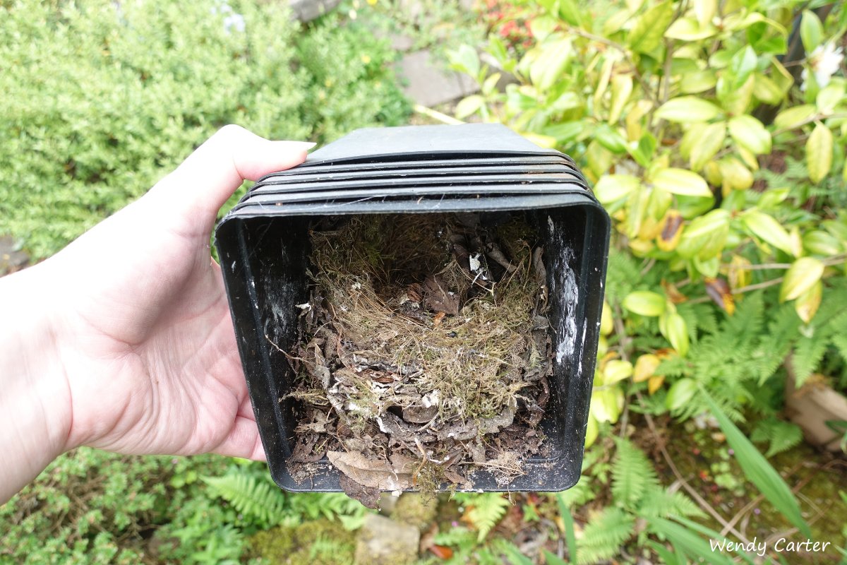 Our colleague Wendy noticed robins nesting in the corner of her garden. So she waited until the youngsters had fledged and dispersed before looking for the nest; the adults had built their nest in unused plant pots that had been left on their side tucked into a shrub. 💚