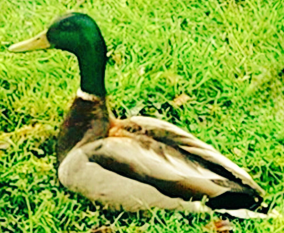Happy #Tuesday! Starting the day off with a couple of friends visiting for breakfast at the #birdfeeder! 💕🦆 He's just so gorgeous! I love his necklace! #NaturePhotography #NatureBeautiful #ducks #mallards #tuesday