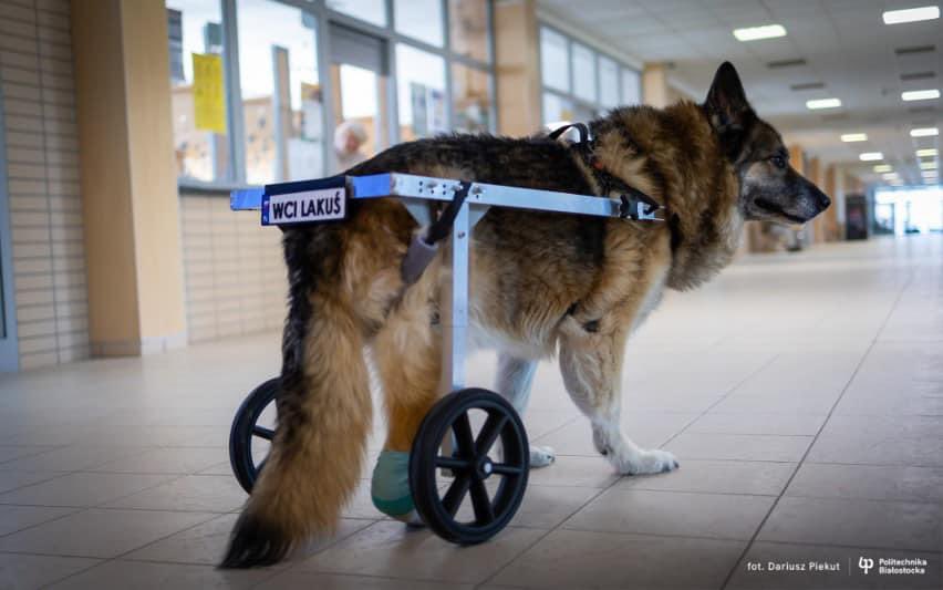 Studenci Politechniki Białostockiej wsparli Lakusia, tworząc specjalny wózek, który pozwala psu bez łapki znowu biegać.👏🫶

Ten gest pokazuje, jak technologia i empatia mogą zmieniać życie na lepsze.❤️