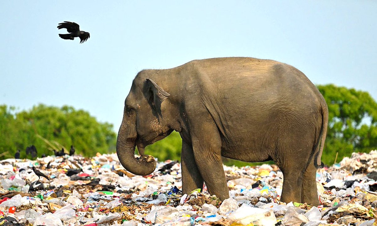 💡🐘🚫 In 2018, an elephant in India died from plastic waste ingestion, which caused blocked intestines #PlasticWaste #PlasticPollution @timh_en @WaterWaysProtct @Plasticsimpact2 @lynnelwhite @Plasticsimpact @chryslerenviro Learn More about Plastic Waste: S2adesign.com