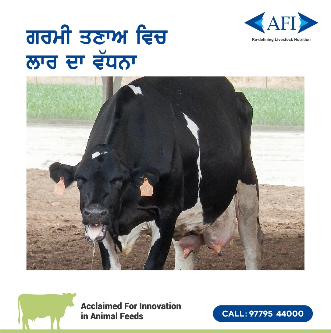 Increased production of saliva.
For more information call: 9779544000
#HeatStress #Dairy #Feed #AnimalFeed #AnimalHealth #MilkProduction #AnimalNutrition #Farming #IndianDairyFarmer #DairyIndustry #DairyFarmer #DairyFarming #Milk #Agriculture