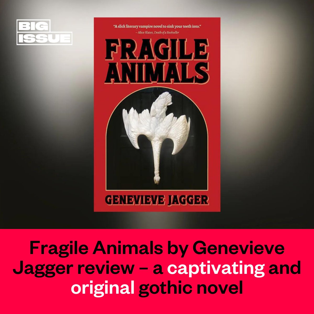 Fragile Animals by @poltervieve is a literary novel that dips its toe into genre waters, specifically the horror trope of vampires. @doug_johnstone reviews this “endlessly interesting and captivating” debut novel. 📕👇 bigissue.com/culture/books/…