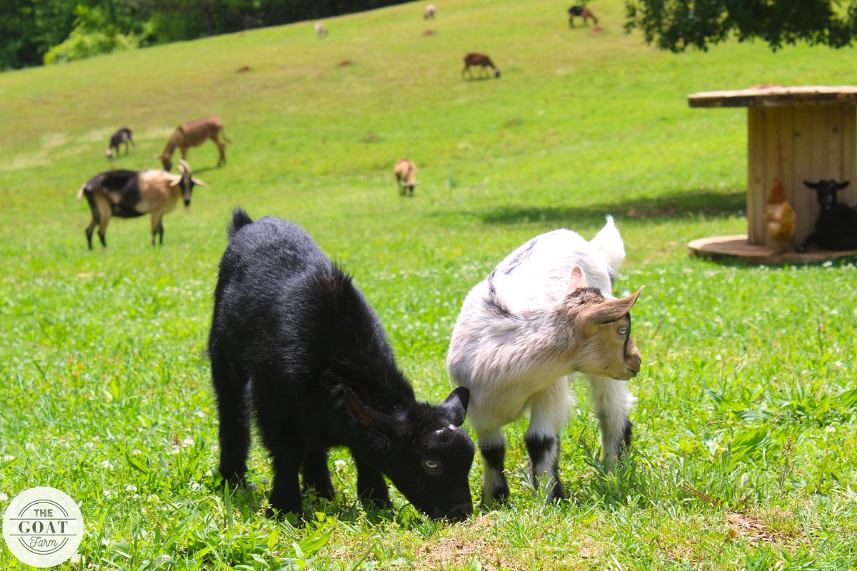 May is the month of promise and the sweet beginnings of summer. 💚

#goodmorning #Tuesday #tuesdayvibe #farming  #tuesdaymotivations #animals #babygoats #rural