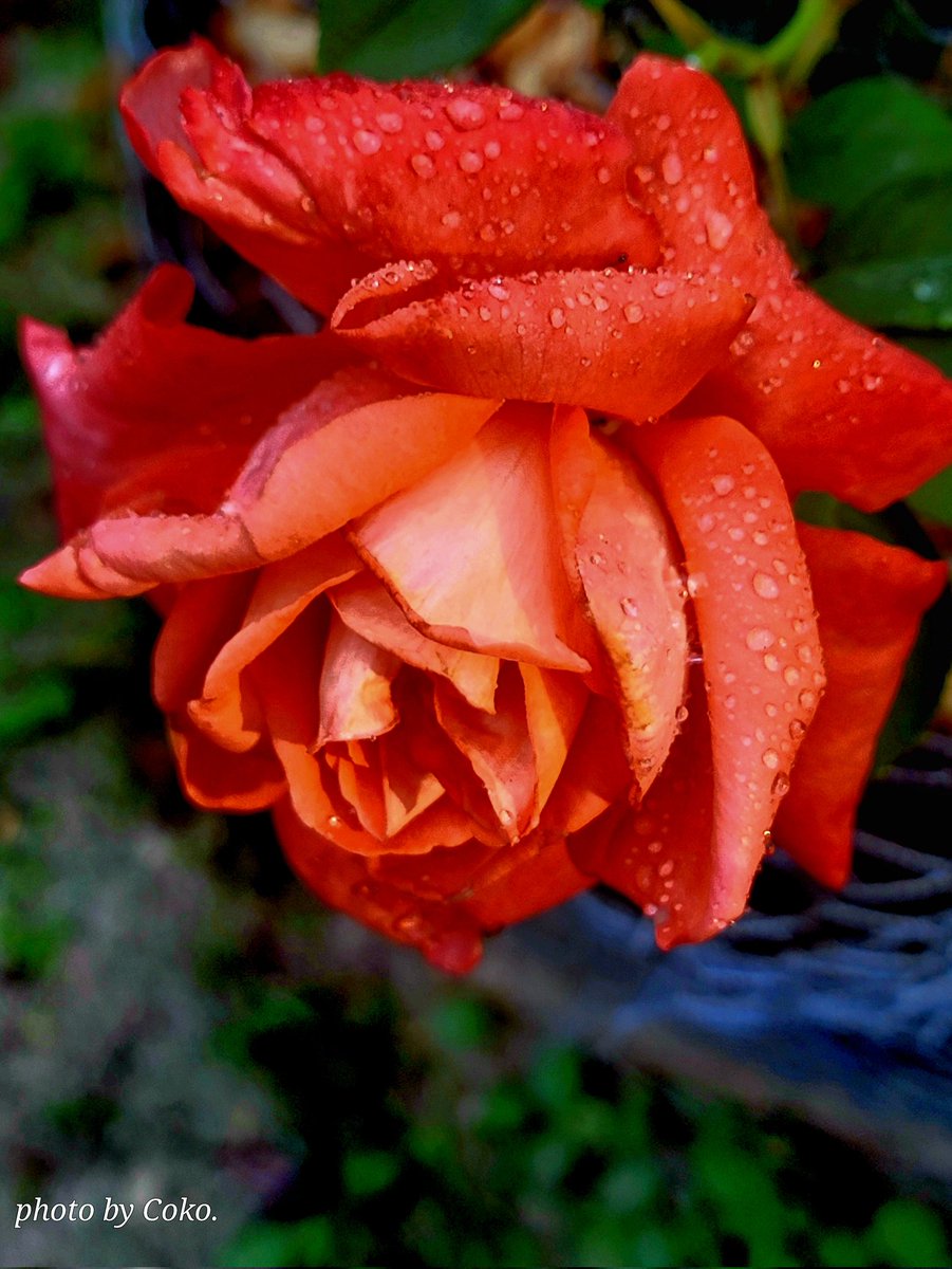 Rainy, dreary conditions here in North Florida this morning,  so here's a bright spot.  One of our rainy day roses. 
#photography  #FlowersOfTwitter  #GardeningTwitter #GardeningX #SpringVibes #rosephotography #TwitterNaturePhotography 
#Florida 😔