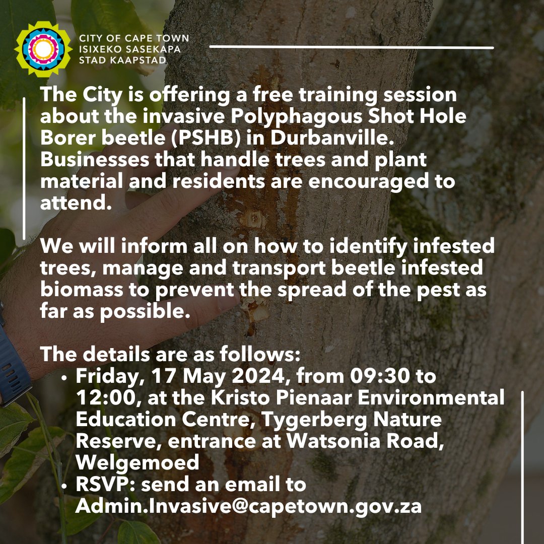 Free training session about the Polyphagous Shot Hole Borer beetle (PSHB) for businesses and residents in the Durbanville area! Learn how to identify infested trees and more. Read more: bit.ly/3ynkDQM #CTNews #SpatialPlanningAndEnvironment