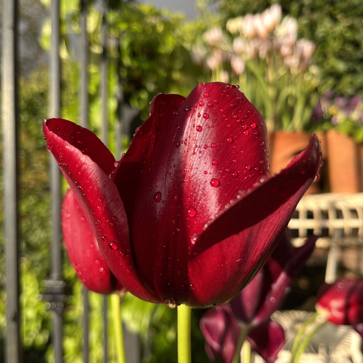 Tulips all over for another year… this was ‘National Velvet’ on a rainy day a few weeks ago! 💚 #TulipTuesday #inmygarden