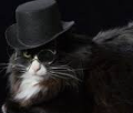 Just found this Picture of Karn 

#cat #Karnasas #catasas #Pearlescentmoon #Hat