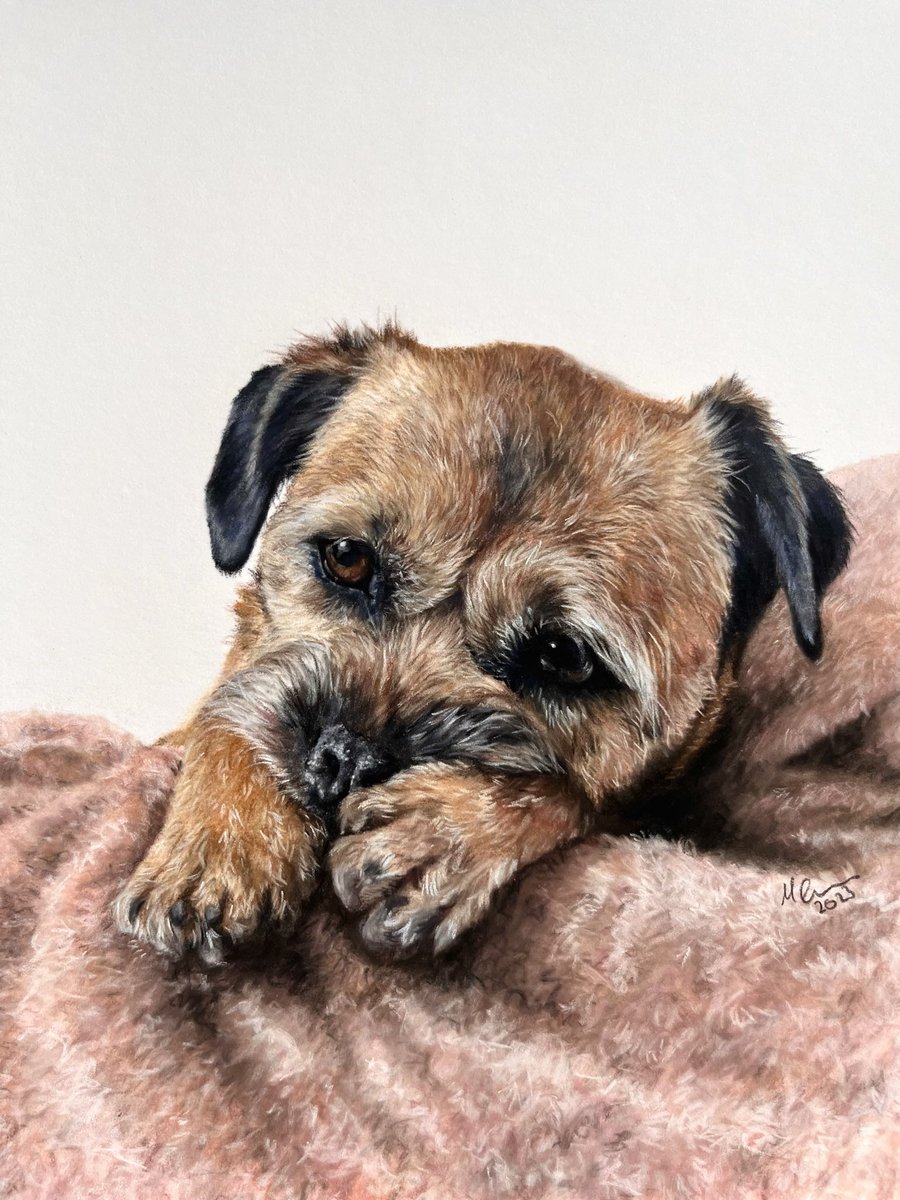 I mentioned yesterday that I have drawn a few blankets previously so today I thought I would share a #throwback to gorgeous border terrier Millie from September last year - and her sweet pink blanket!

#BTPosse #dogs #fineart #petportrait