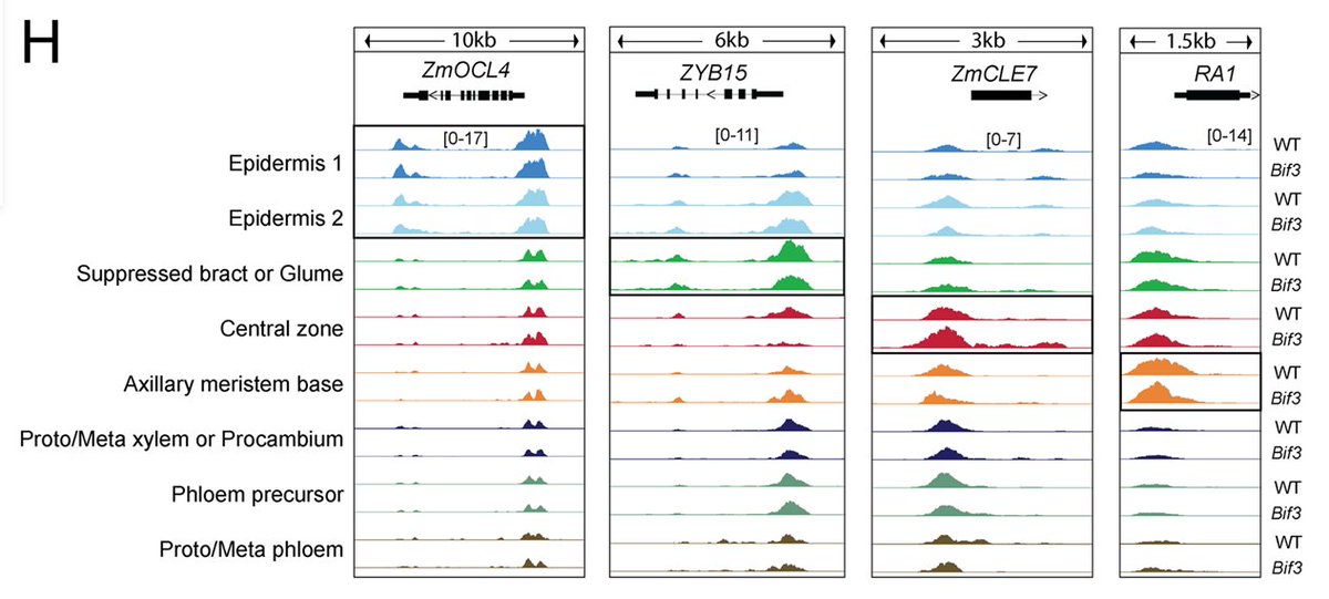 Sunil K. Kenchanmane Raju (@sunil_kumarkr) on Twitter photo Cool new pre-print from <a href="/sohyun_bang/">Sohyun Bang</a> <a href="/Schmitz_Lab/">Bob Schmitz</a> "WUSCHEL-dependent chromatin regulation in maize inflorescence development at single-cell resolution" biorxiv.org/content/10.110… Cool new pre-print from <a href="/sohyun_bang/">Sohyun Bang</a> <a href="/Schmitz_Lab/">Bob Schmitz</a> "WUSCHEL-dependent chromatin regulation in maize inflorescence development at single-cell resolution" biorxiv.org/content/10.110…
