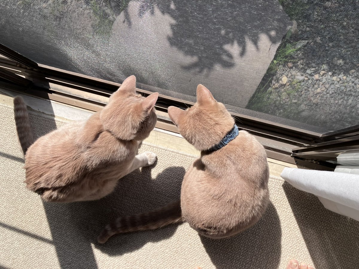 emile1212's tweet photo. #ニャンズ https://t.co/n0JLOuMfWr