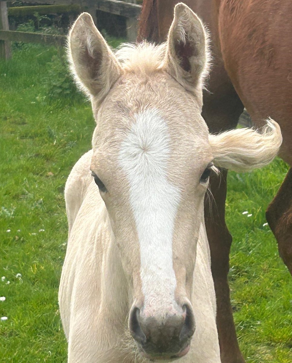 CANTER research subgroup open research opportunity. Equine anthelmintic resistance: Anthelmintic efficacy in ascarids (Parascaris spp.) populations in foals and youngstock and existing management strategies on UK stud farms - contractsfinder.service.gov.uk/Notice/0056ba1…