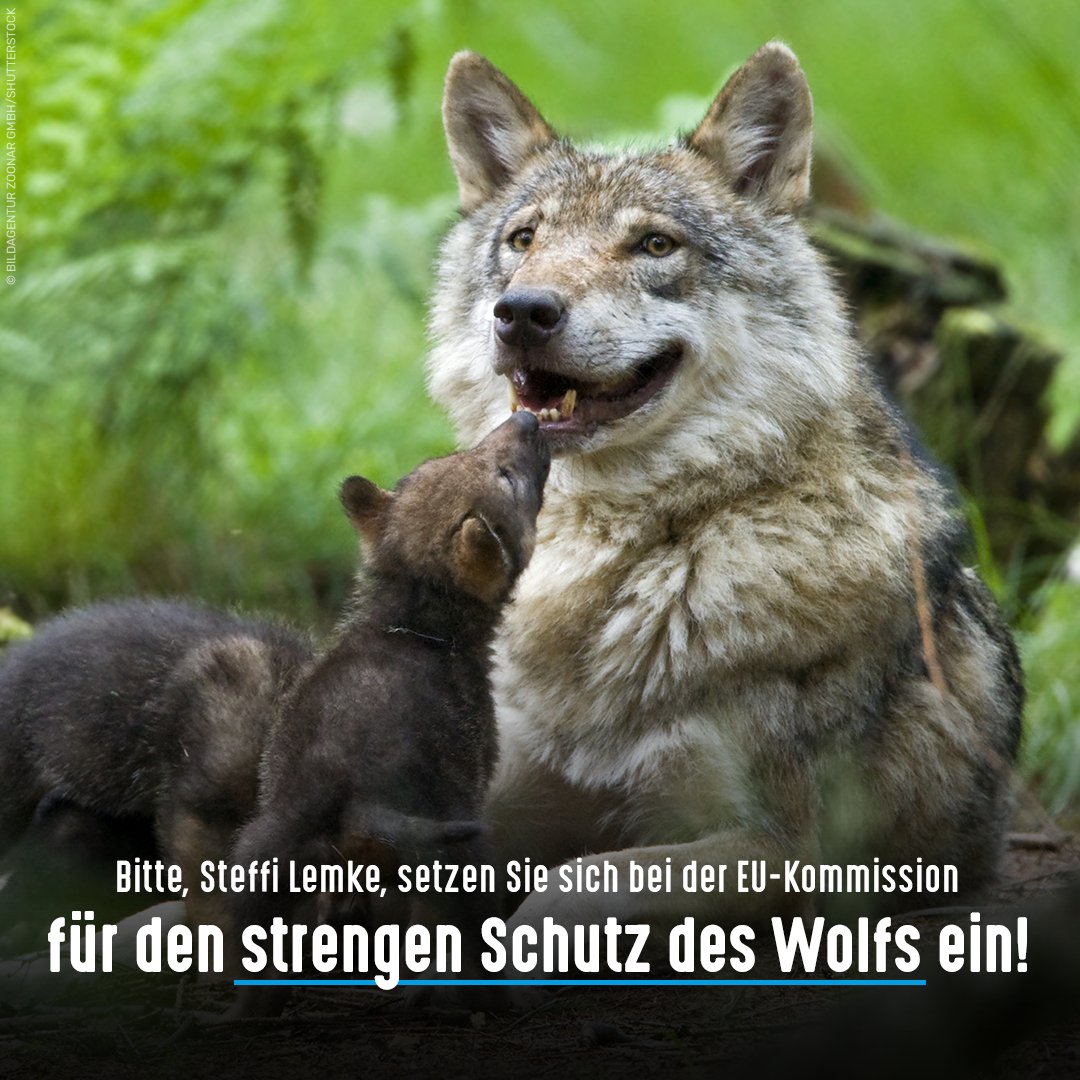 Die @EU_Commission will den Schutzstatus von Wölfen senken. Bitte @SteffiLemke, erteilen Sie diesem Vorschlag aus Deutschland als bevölkerungsreichstem Mitgliedsstaat eine klare Absage. Nicht Wolfsabschuss sondern nur ausreichender #Herdenschutz kann Weidetiere wirklich schützen.