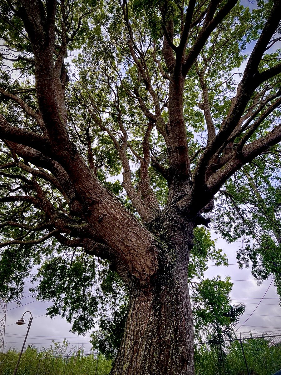 Beautiful tree 🌳 today. #ThickTrunkTuesday  #mymorning🏃‍♀️‍➡️ #goodday  #happynature #treelover #joytime #alwaysmypics