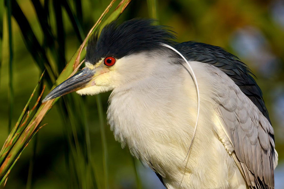 Black-crowned night heron, one of my favorites of the heron family. They have beautiful red eyes and a tremendous squawk, giving away their secretive locations. @NikonUSA Z 9, 600mm f/4 TC lens. #nikonphotomonth #birdphotography #nikonambassador