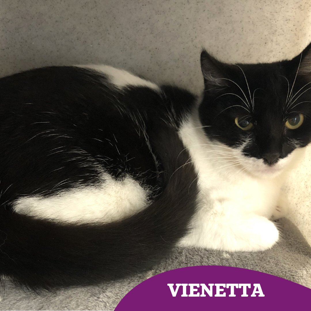 Our sweet little Vienetta is still hoping to find her #happilyeverafter soon 🤞🏻 Could you lend a helping paw and share her story? 🐾 Find out more and enquire 👇🏻 cats.org.uk/findacatform/?…