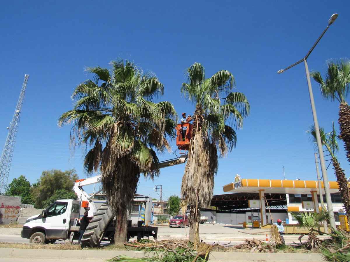 🌴Park ve Bahçeler Daire Başkanlığı ekiplerimiz kent genelinde bakım, onarım, budama ve peyzaj çalışmalarına aralıksız devam ediyor. 📍Karataş Yolu