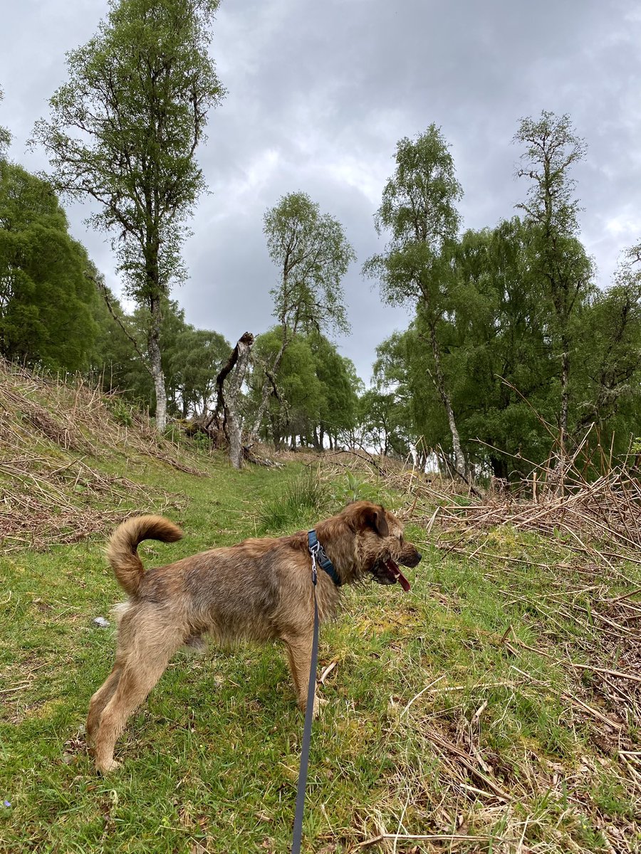 Been for a walk with M&D and our visitors. Thin mist hanging above the loch but you could still see the outline of the hill and the loch through it. Thought I’d better do a #tot pose as well 😁