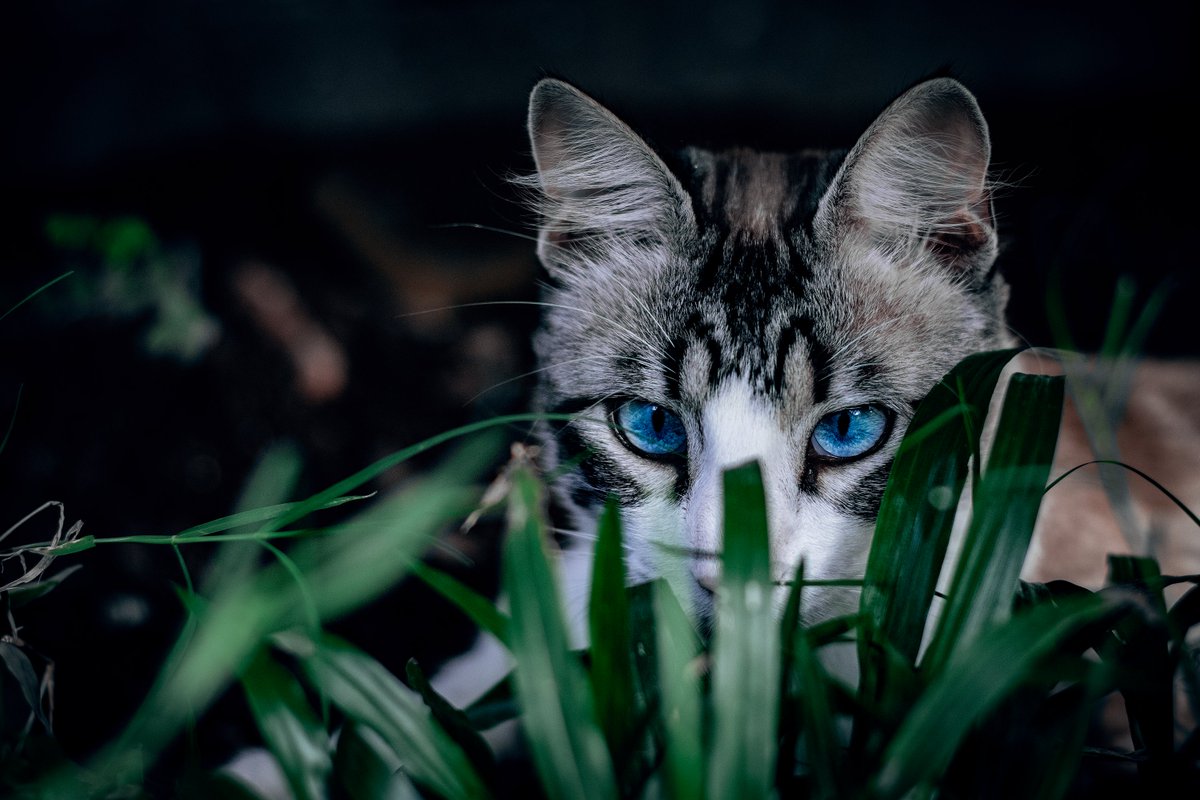 Whoever finds a friend finds a treasure.
.
.
.
#cats #catlover #catlife #catlovers #kitten #pets #kittens #love #pet #animals #gatos #catlove #blueeye