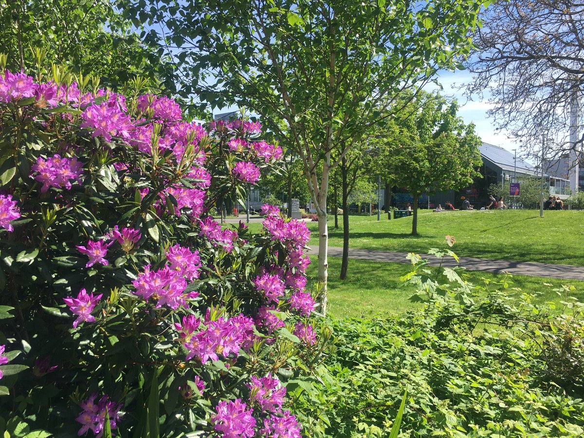 Even a mini walk can have its benefits. Looking for blooming rhododendrons on Aston campus might be a great reason to do just that 😊 #movemore #naturewalk #MentalHealthAwarenessWeek