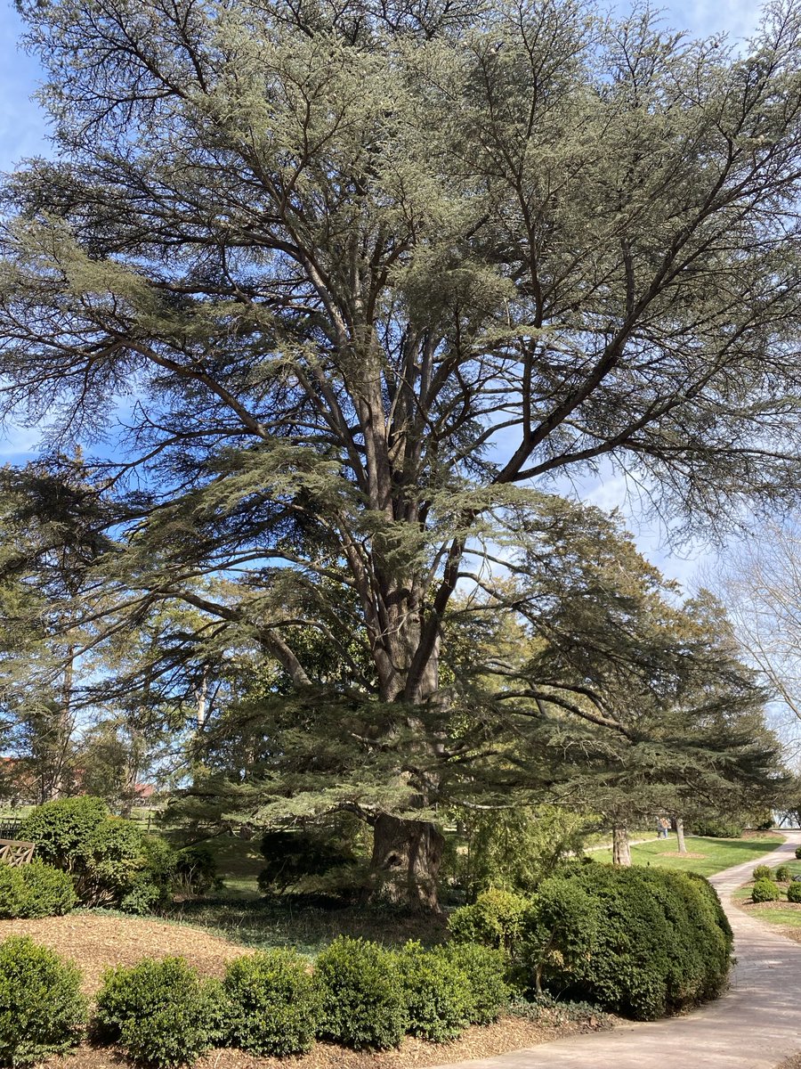 This Deodar Cedar tree, a #native in VA, is near Washington’s tomb at #MtVernon, is elegant and stately. Zoom in to see the trunk. #ThickTrunkTuesday #NativeTree #GardeningX #MasterGardener