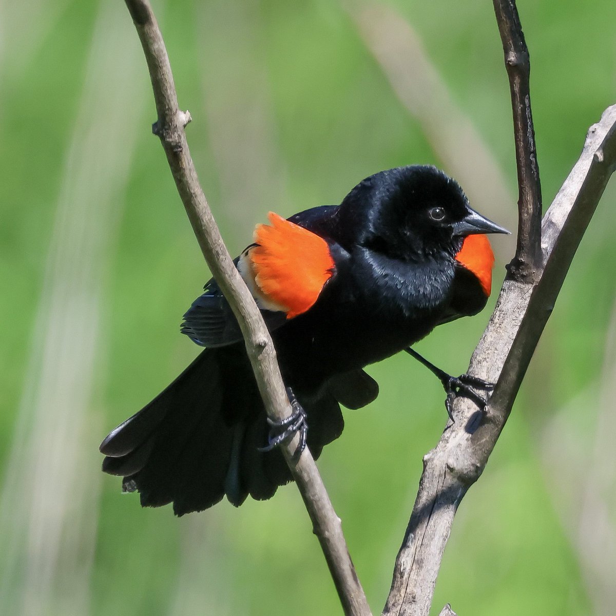 Another of the Red-winged Blackbird.