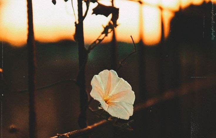 "Çiçeğim,açma bu dünyaya kalbini..."🌿