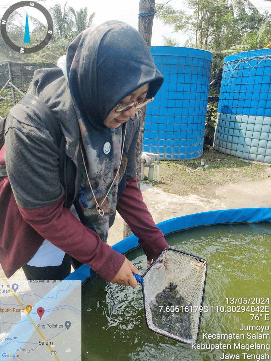 Ikafitri4949's tweet image. Upr Mina putra  desa jumoyo kab Magelang , panen per siklus 13 mei 2024,  120 ribu ekor benih lele 
#bppsdm_kp
#giatluhkanbppptegal
#puslatluh_kp
