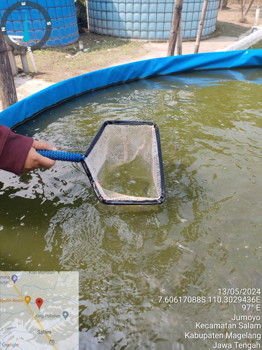 Ikafitri4949's tweet image. Upr Mina putra  desa jumoyo kab Magelang , panen per siklus 13 mei 2024,  120 ribu ekor benih lele 
#bppsdm_kp
#giatluhkanbppptegal
#puslatluh_kp