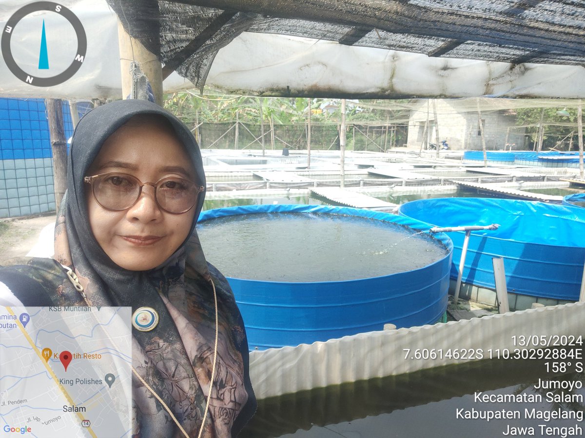 Ikafitri4949's tweet image. Upr Mina putra  desa jumoyo kab Magelang , panen per siklus 13 mei 2024,  120 ribu ekor benih lele 
#bppsdm_kp
#giatluhkanbppptegal
#puslatluh_kp