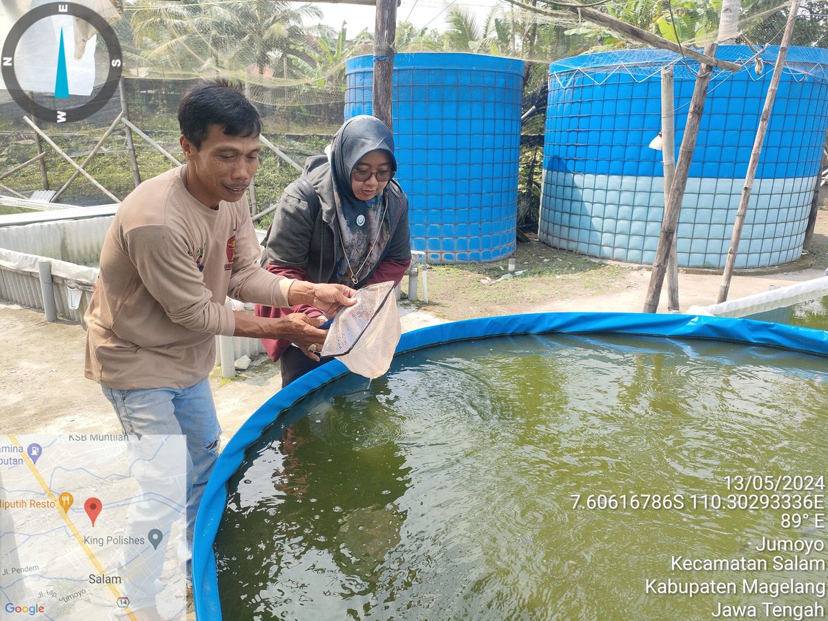 Ikafitri4949's tweet image. Upr Mina putra  desa jumoyo kab Magelang , panen per siklus 13 mei 2024,  120 ribu ekor benih lele 
#bppsdm_kp
#giatluhkanbppptegal
#puslatluh_kp