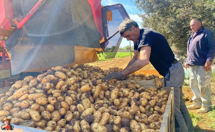 Reviving Potato Export: Mallorca’s Bountiful Harvest Signals Hope for European Markets #PotatoHarvest #MallorcaAgriculture #ExportMarkets #WeatherImpact #AgriculturalResilience #EuropeanMarkets #CropQuality #MarketDiversification In sa Pobla, Spain, the... potatoes.news/reviving-potat…