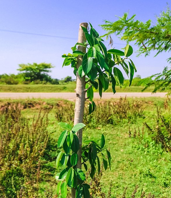 The #GreenRightOfWay project, our country-wide tree planting initiative, has recorded a commendable survival rate of 91.39% for 'Ficus natalensis' trees planted along road reserves!🌳 Let's protect these green spaces for future generations and a sustainable planet! #UNRAworks