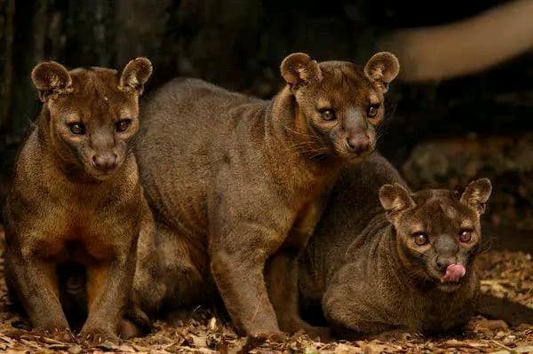 The Fossa - Madagascar's Mysterious Predator:
The Fossa are a fascinating and elusive predator that can only be found in Madagascar. This unique species, resembling a blend of a cat and a mongoose, boasts a range of traits.

Distinctive Features:
- Fossae have slender, elongated…