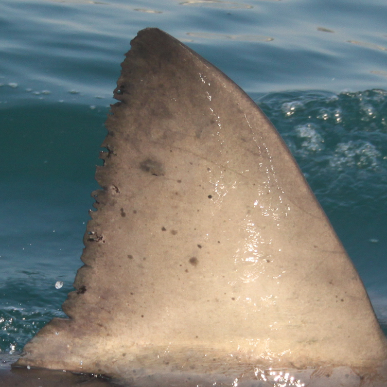 📸 Did you know that, like human fingerprints, each shark's dorsal fin has a unique pattern of notches and markings? These distinctive features serve as natural identifiers, allowing researchers to distinguish between individual sharks with remarkable accuracy. #SharkAwareness