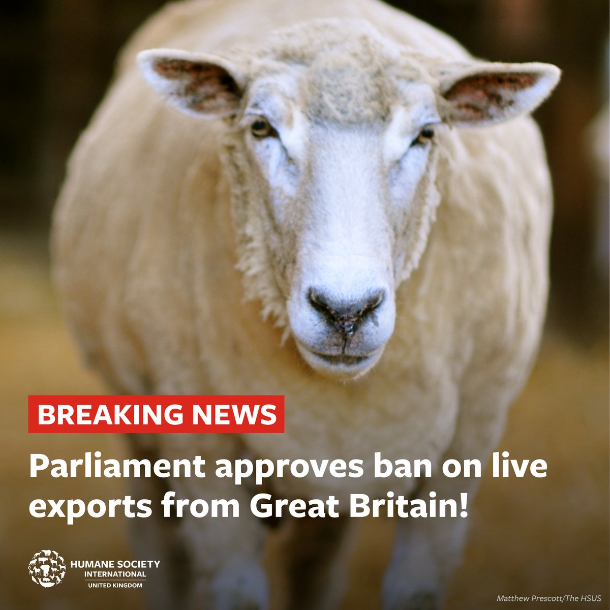 HUGE victory! 🎉 Parliament has just approved a new law to #BanLiveExports of animals! 🎊🐑 Big and small actions from millions of compassionate people made this possible - from emails to MPs to blockades at ports. We are overjoyed and relieved that this historic day is finally…
