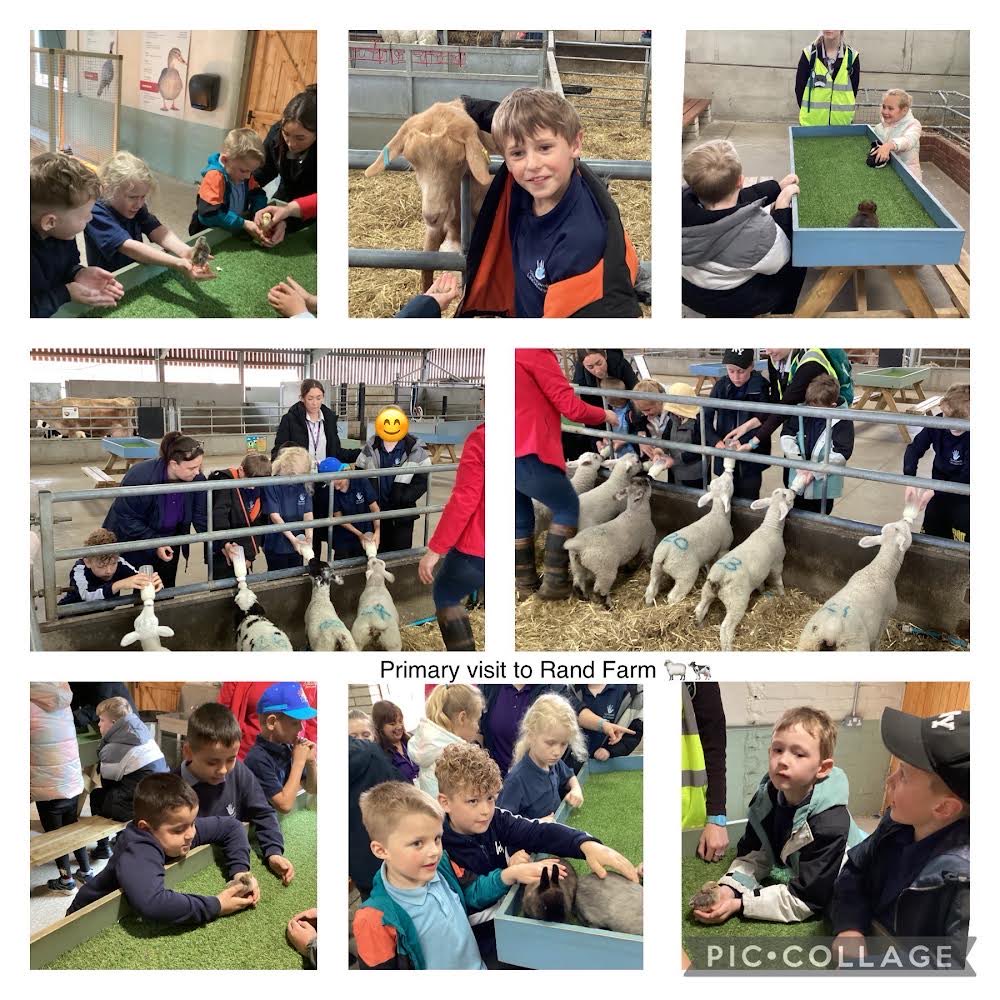 Primary have had ana amazing day at Rand Farm today- lots of new and wonderful experiences #wemakeadifference