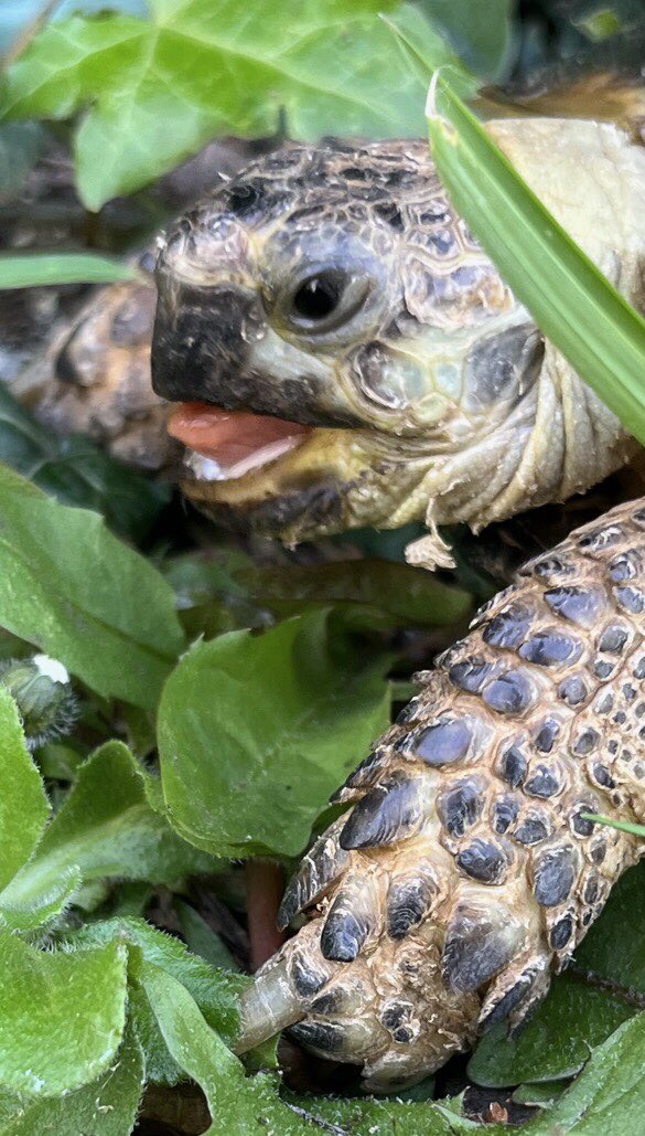 Happy #TongueOutTuesday everyone 🐢💚😛