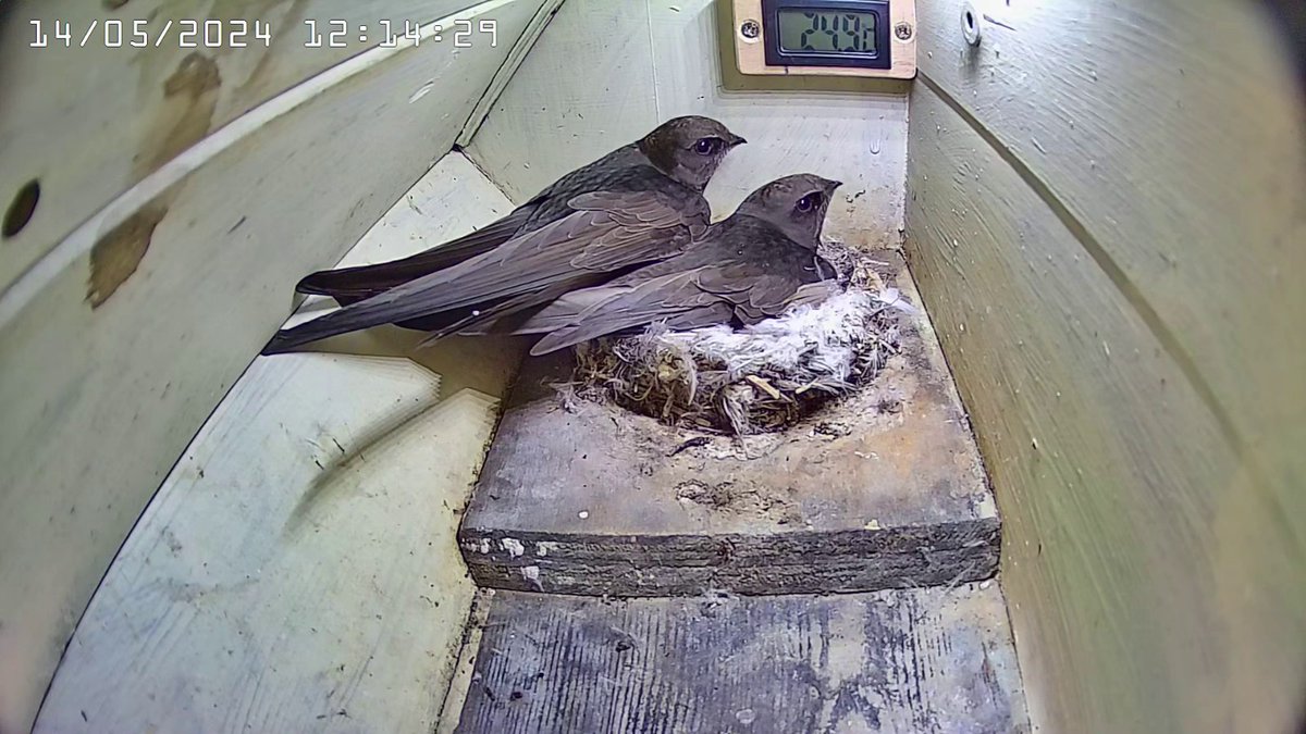 K_Alpha1's tweet photo. Our 1st swift (male?) returned on 13th May, 9 days later than last year but not untypical of previous years. Its mate arrived today. Welcome home. https://t.co/pTEXWezs5D