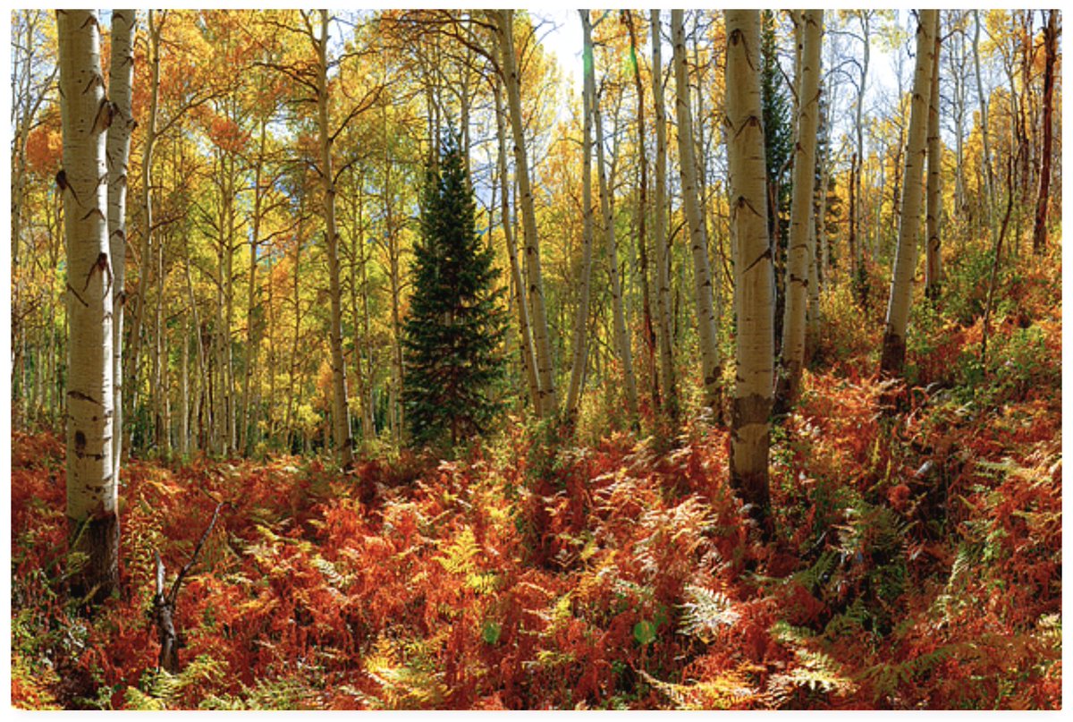 Fall in Love with Fall Aspen Trees of Crested Butte fineartamerica.com/featured/fall-… 'Golden aspens stand, Crested Butte's autumn whispers, Red ferns grace the land.” 🍁 🍁 🍂 🍂 Vibrant Colorado autumn landscape with golden aspen trees and red ferns in Crested Butte, perfect for