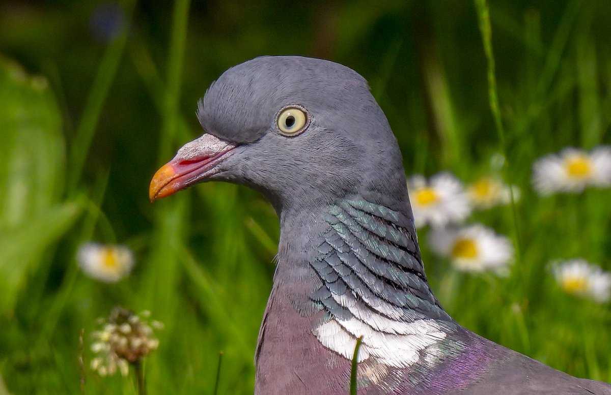 The underrated beauty of a Woodpigeon. At st Catherines church grounds. Baglan. S Wales.
