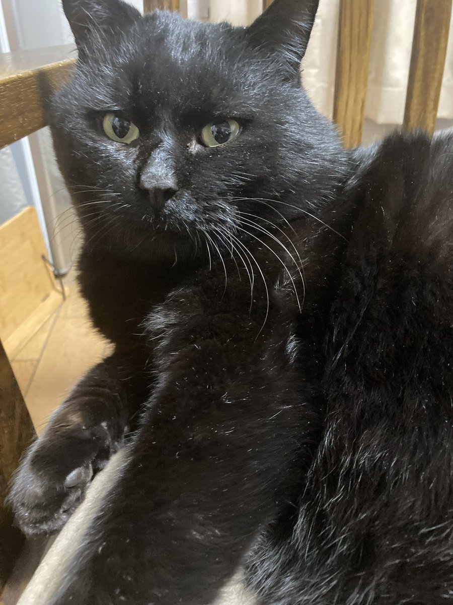 bebe_yoshida's tweet photo. 我が家の愛猫を探してます！
些細な情報で良いので、お見かけの際はご一報いただきたいです！ご協力よろしくお願いいたします！
名前:べべ　性別:オス　年齢:9歳
身体の大きな黒猫です。背中に少し白い毛が混じっているのが特徴です。
#迷子猫  #迷い猫 #黒猫 #奈良県 #安堵町 #斑鳩町 https://t.co/pbbzhBAA8R