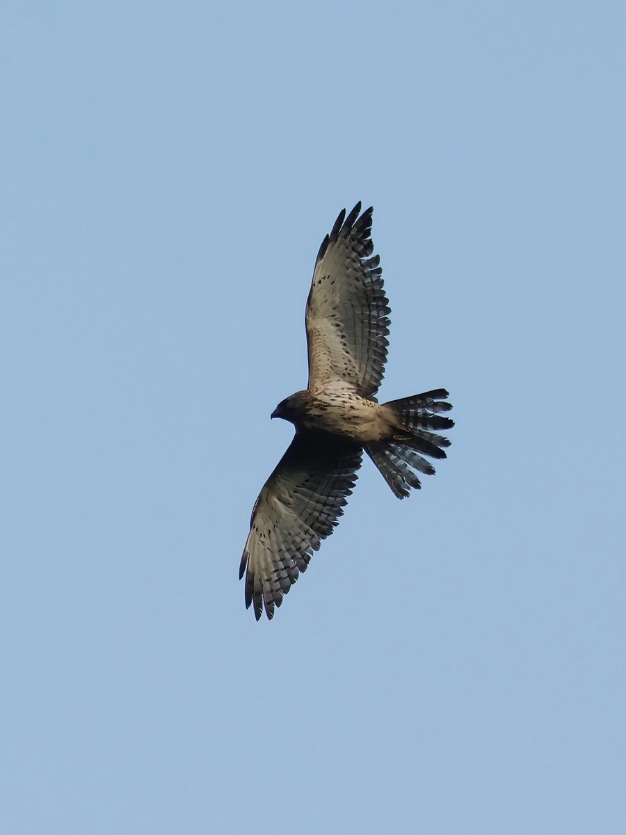 Broad-winged Hawk in Colombia.