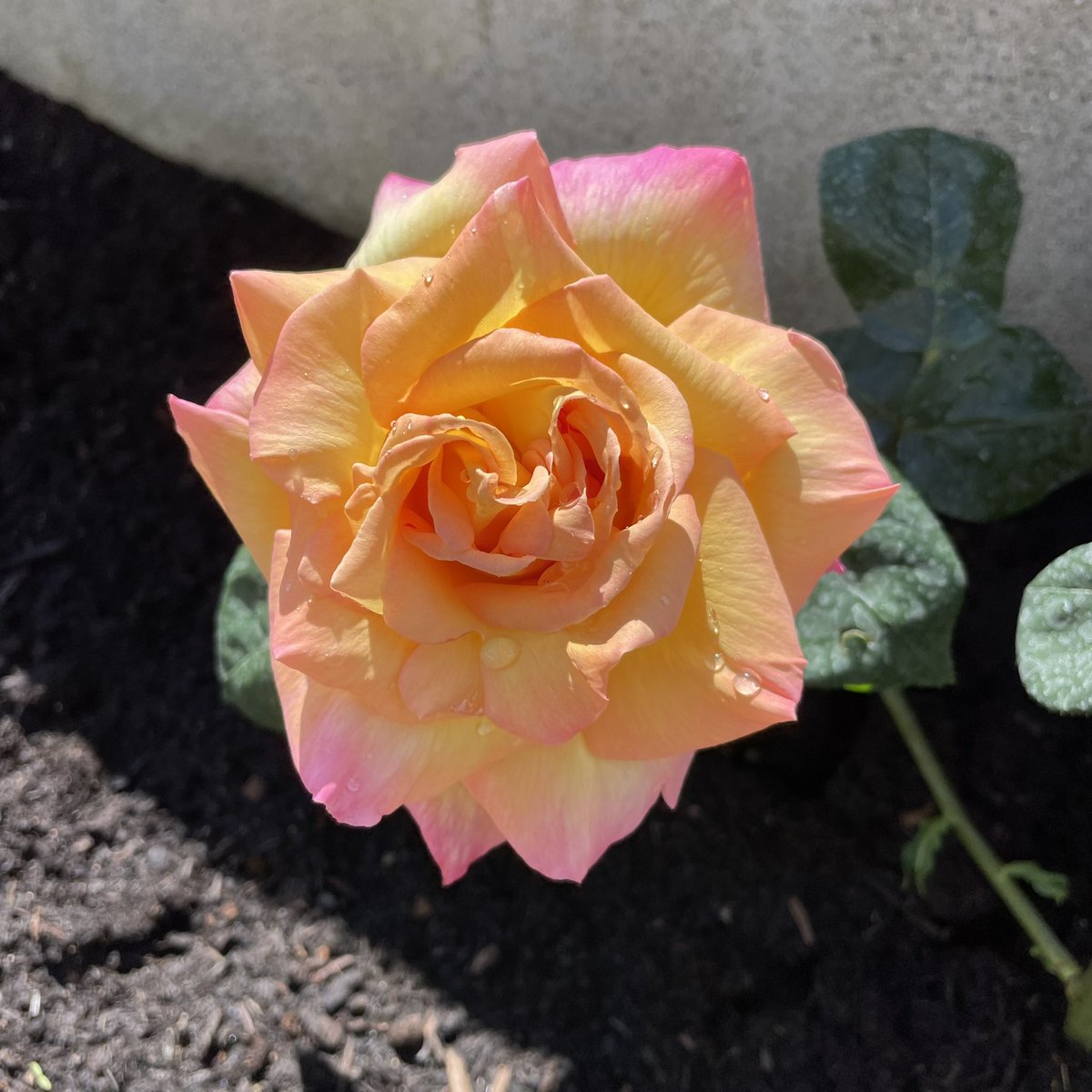 My first rose 🏵️
#gardening #GardeningTwitter #summervibes #authorlife