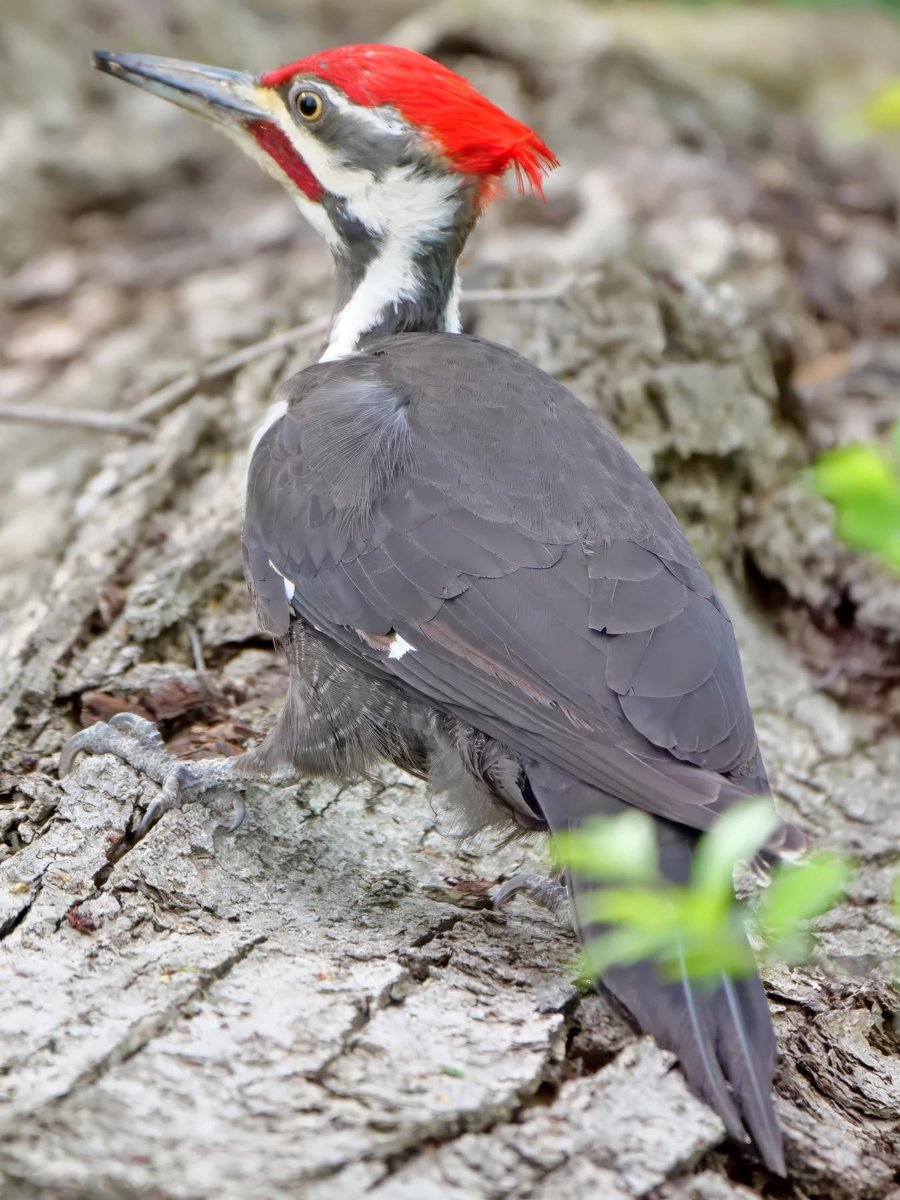 The real life Woody Woodpecker 📷👐🏾🖤

#BirdsSeenIn2024 #BirdsOfTwitter #BirdTwitter #Birds #WiscoBirder