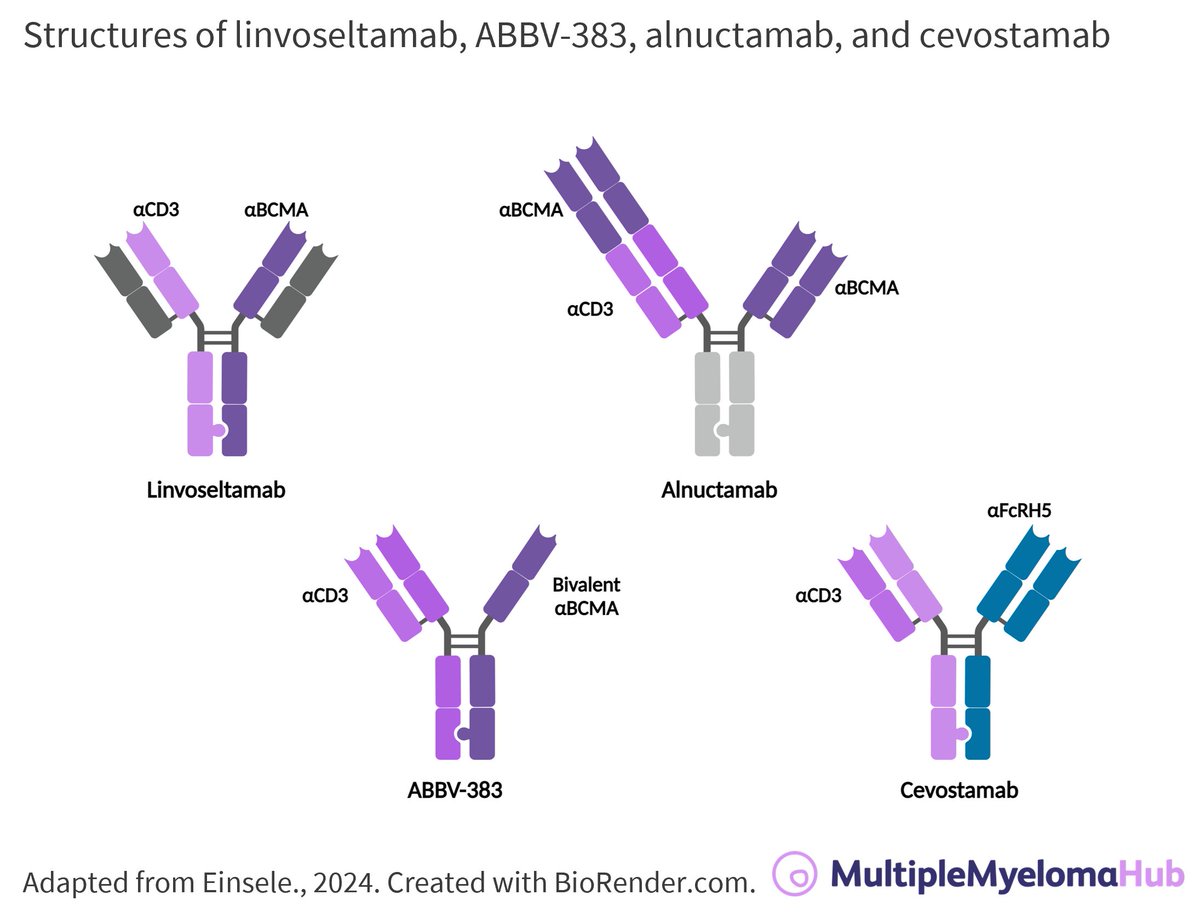 Read our key points summary of a recent IMS presentation to learn more about novel bispecific antibodies linvoseltamab, ABBV-383, alnuctamab, and cevostamab! loom.ly/spWk6NE #mmsm #myeloma #bispecifics