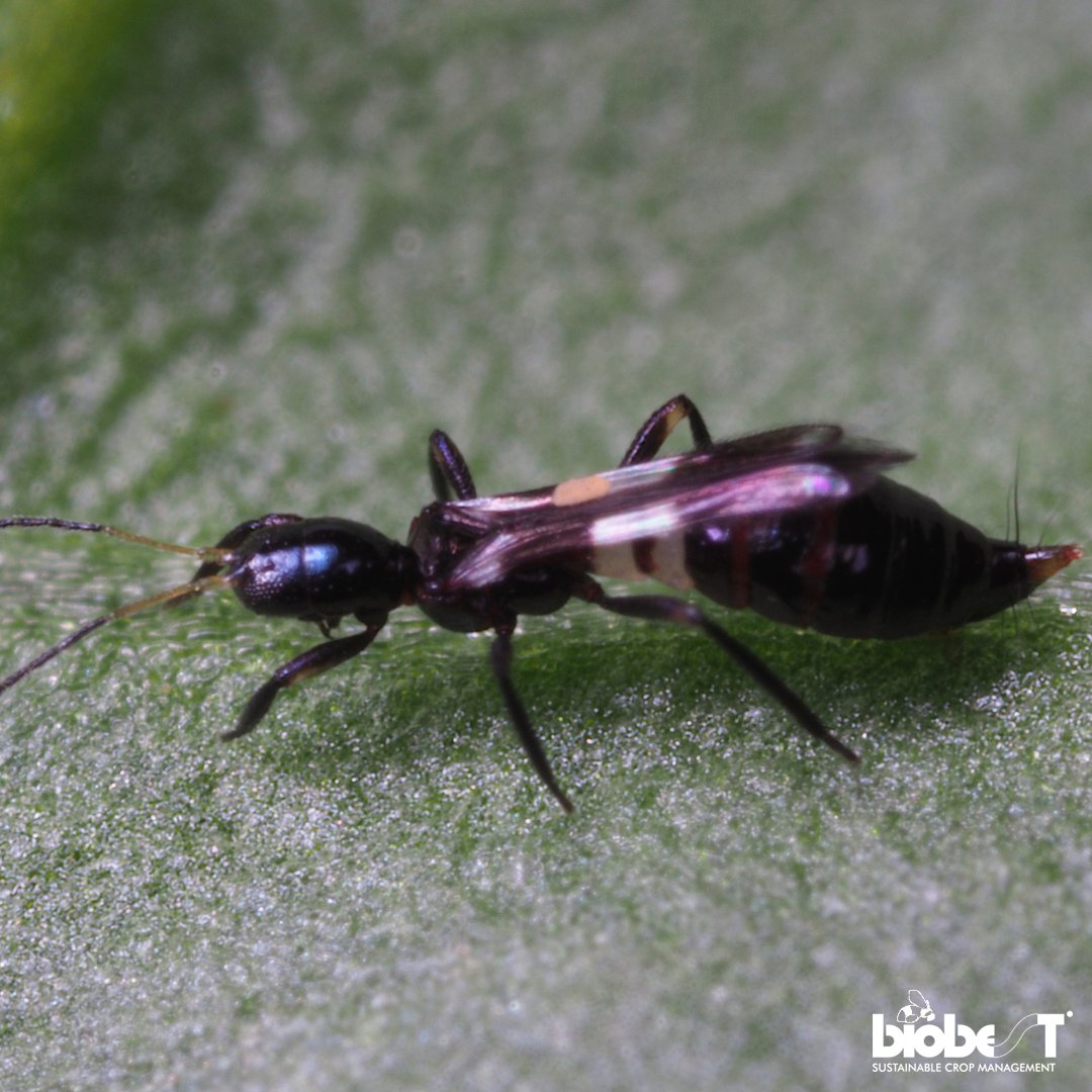 Elevate your thrips control with Vespiformis-System! Meet your new predator, 𝘍𝘳𝘢𝘯𝘬𝘭𝘪𝘯𝘰𝘵𝘩𝘳𝘪𝘱𝘴 𝘷𝘦𝘴𝘱𝘪𝘧𝘰𝘳𝘮𝘪𝘴, for tackling leaf-dwelling thrips! 🚀 Contact your IPM specialist today to help with your IPM strategy.

#vespiformis #thripscontrol #biocontrol